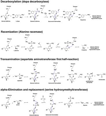 Current Advances on Structure-Function Relationships of Pyridoxal 5′-Phosphate-Dependent Enzymes